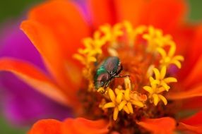 Colorful blossom