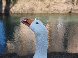 goose head on the background of the river