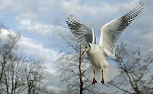 seagull flying over the ground