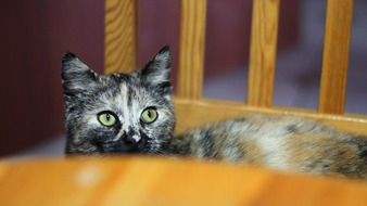 domestic cat in the house