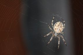 cute lovely Spider