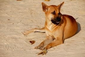 brown dog on the sand at the beach