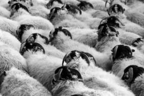 crowd of farm sheep