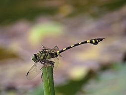 dragonfly on a green stalk close up