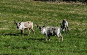 reindeer in wildlife