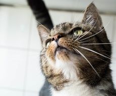 muzzle of a cat close up