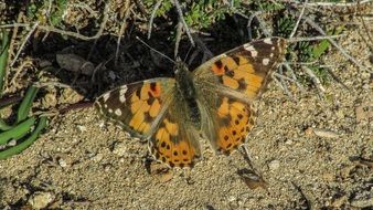 beautiful butterfly on the ground