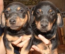 Colorful beautiful Dachshund Puppies