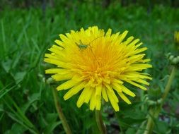 small grasshopper on the yellow dandelion