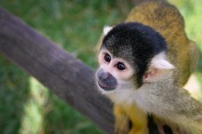 Monkey Cute Animals close-up on blurred background