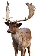 wild deer with big horns on a white background