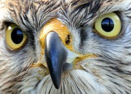 face of bird of prey close-up