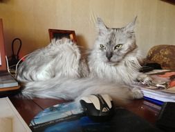 Domestic grey kitten resting on a table