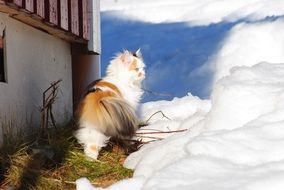 Cat In Snow