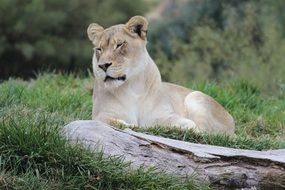 white lioness in Africa