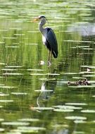 Heron stands in the pond
