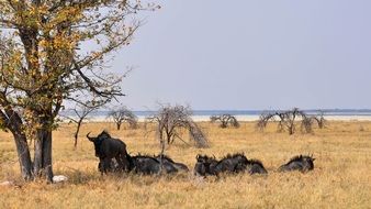 wild african animals relaxing in the shadow