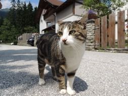 Lonely kitten on a road