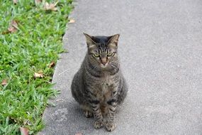 gloomy cat