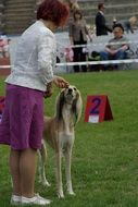 participant of a dog show