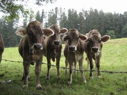 A herd of cows are on the meadow