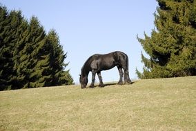 a horse on top of a hill is eating grass