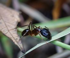 big ant on a green blade of grass