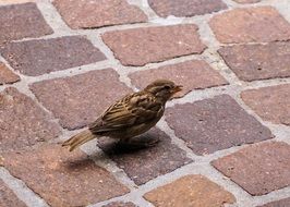 sparrow on pavement close-up