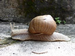 crawling garden snail