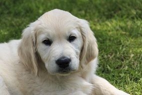 cute lovely Puppy Pet
