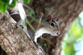 Squirrel in a forest