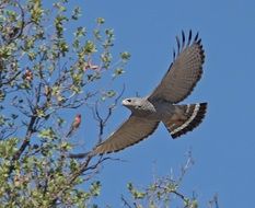 Grey Hawk Bird