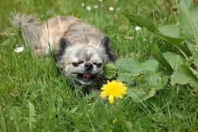 chihuahua on green grass