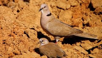 pigeon with a chick on bright soil