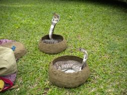 two cobras in baskets