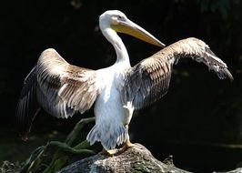pelican is a bird