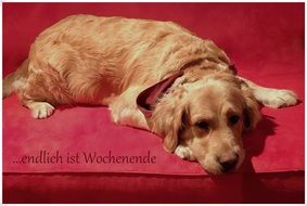 Golden Retriever on the sofa