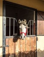 young horse in a stall