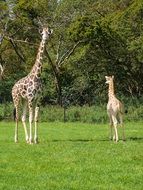 Giraffe and a young giraffe in the wildlife park