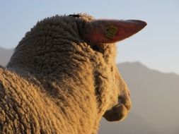 unusually beautiful Sheep against the mountains