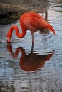 pink flamingo is reflected in a pond