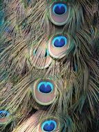 elegant colorful peacock feathers