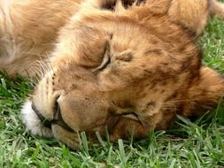 Lion Cub Sleeping Dozing