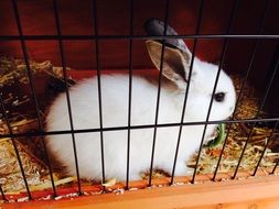 cute white rabbit in cage