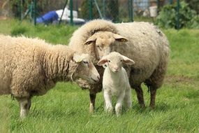lamb with sheep on green grass