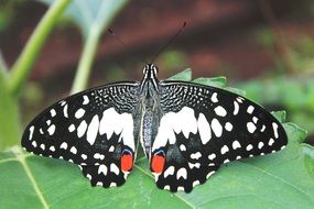 closeup view of black and white butterfly with two red dots in the wildlife