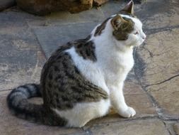 White and brown cat
