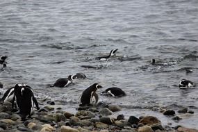 Fishing Penguins