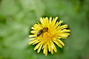 closeup picture of the wasp on a yellow dandelion