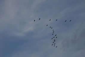 Geese flock in a flight